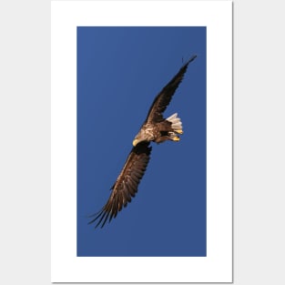 White tailed Eagle Posters and Art